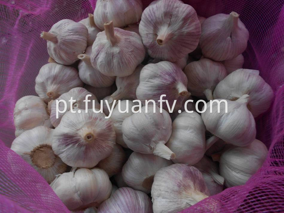 Normal White Garlic 46